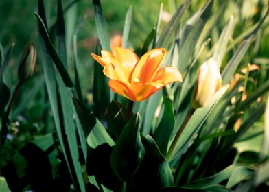 A tulip in the sun