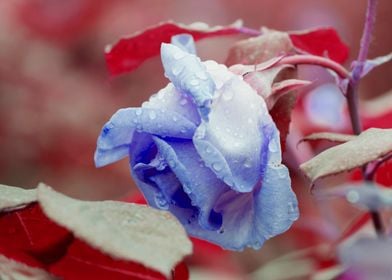 raindrops on the rose in b