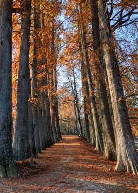 tree in a row in autumn