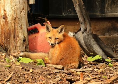 Fox and the shed