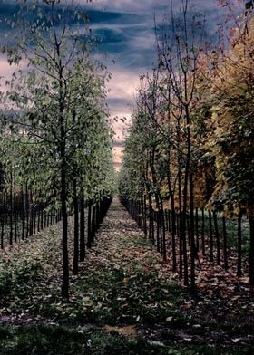 tree in a row in autumn