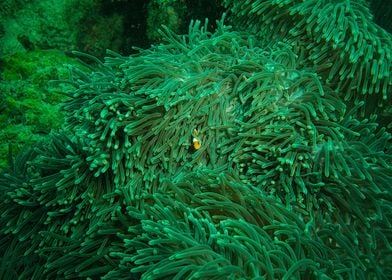 green plant under sea