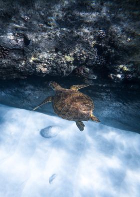 turtle fly beach