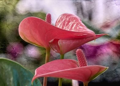 anthurium in the vase