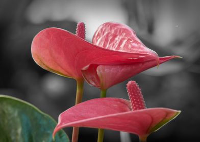 anthurium in the vase