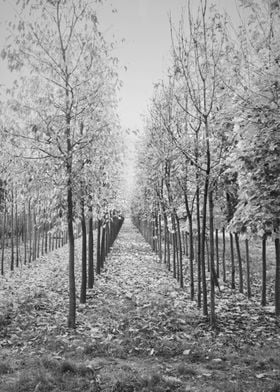 tree in a row in autumn