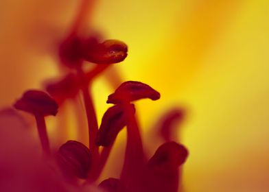 Macro flowers