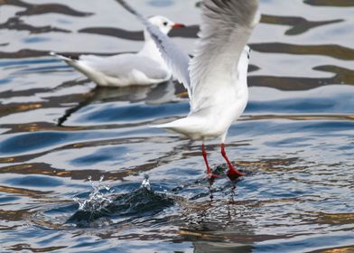 seagull on lake