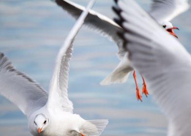 seagull on lake