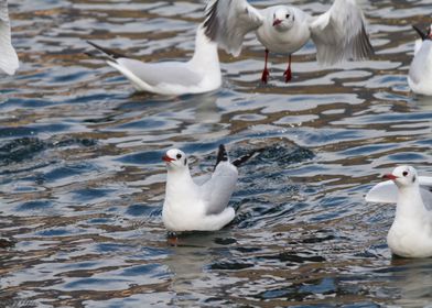 seagull on lake