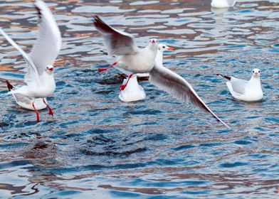 seagull on lake