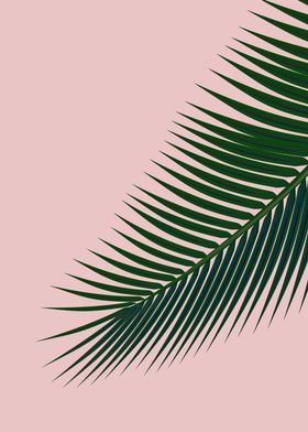 Palm leaves