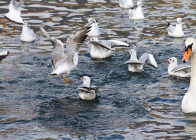 seagull on lake