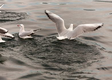 seagull on lake