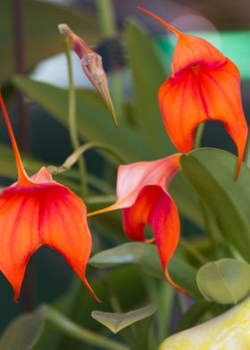 orchid in the garden