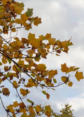 autumn leaf