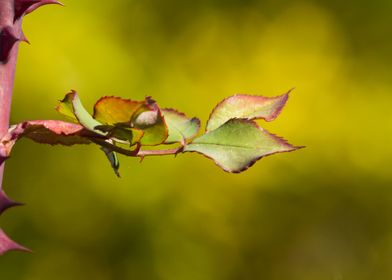 autumn leaf