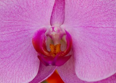 orchid in the garden