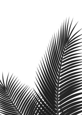 Palm leaves