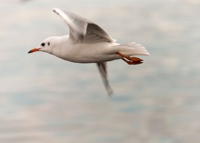 seagull on lake