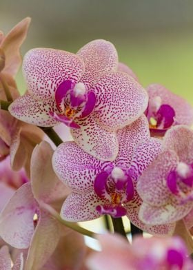 orchid in the garden