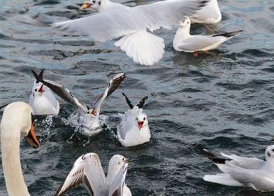 seagull on lake