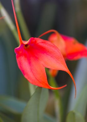 orchid in the garden