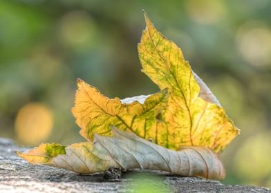 autumn leaf