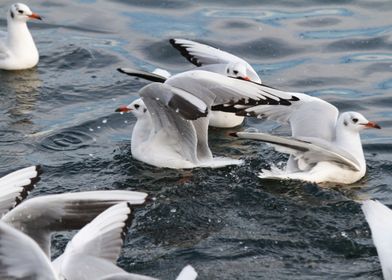 seagull on lake