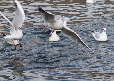 seagull on lake