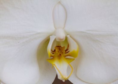 orchid in the garden