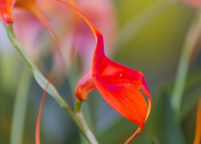 orchid in the garden