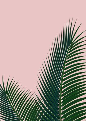 Palm leaves