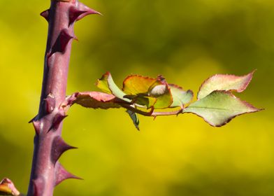 autumn leaf