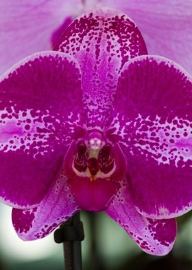 orchid in the garden