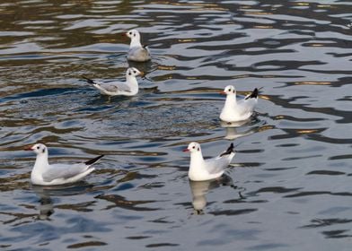 seagull on lake