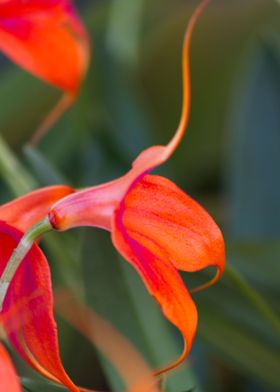 orchid in the garden