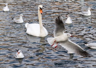 seagull on lake