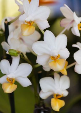 orchid in the garden