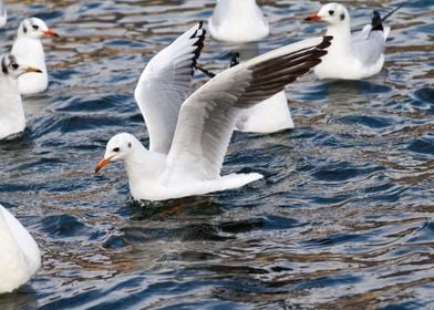 seagull on lake