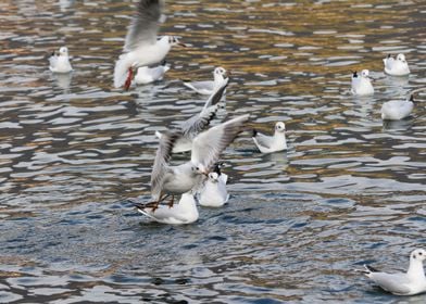 seagull on lake