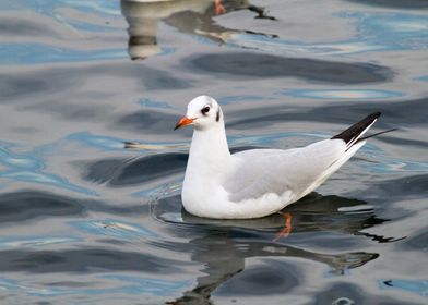 seagull on lake