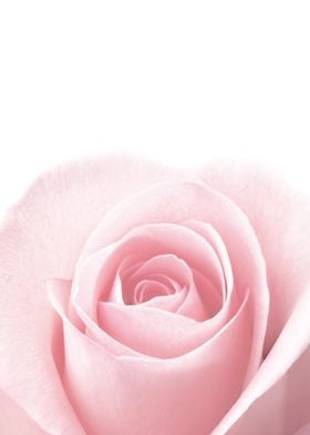 Pink Rose