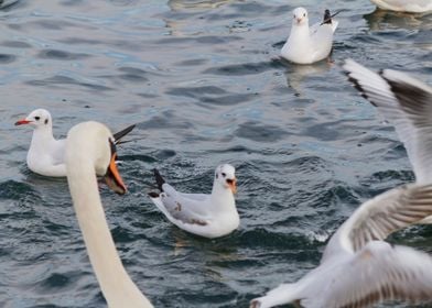 seagull on lake