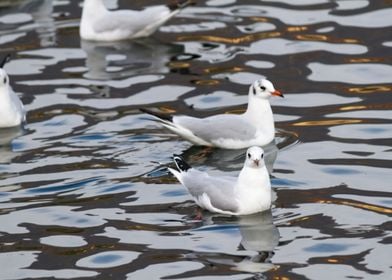 seagull on lake