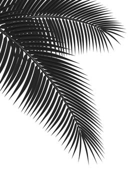 Palm leaves