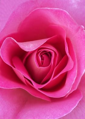 Pink Rose