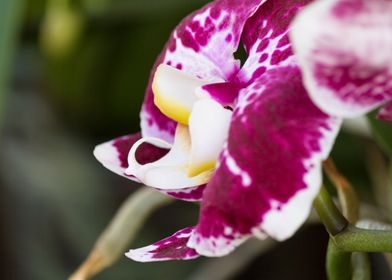 orchid in the garden