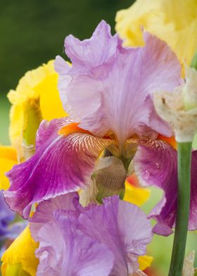 iris in bloom