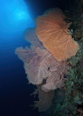Giant Gorgonian fan coral